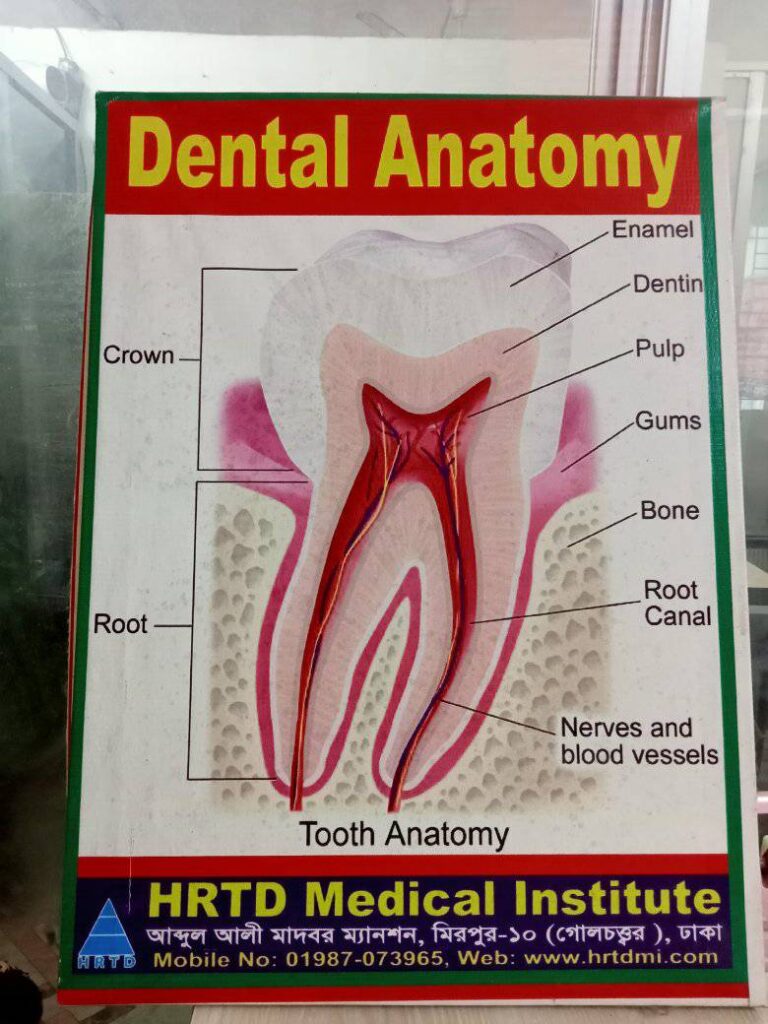 Dental anatomy pic