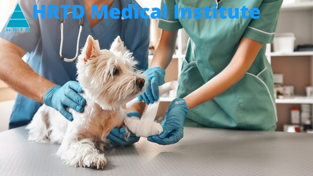 veterinary treatment image 