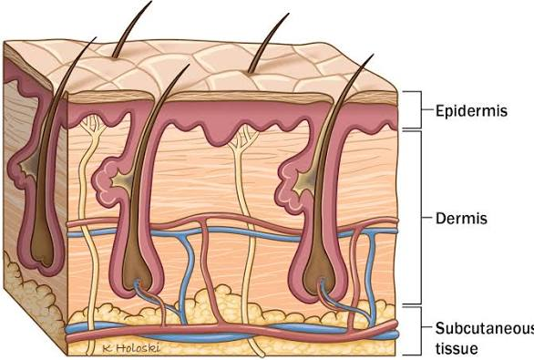 Post Diploma Training in Dermatology 6 image 1