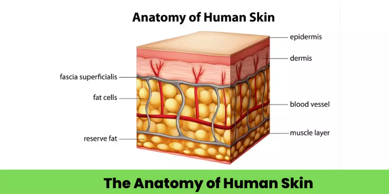 Post Diploma Training in Dermatology 5 image