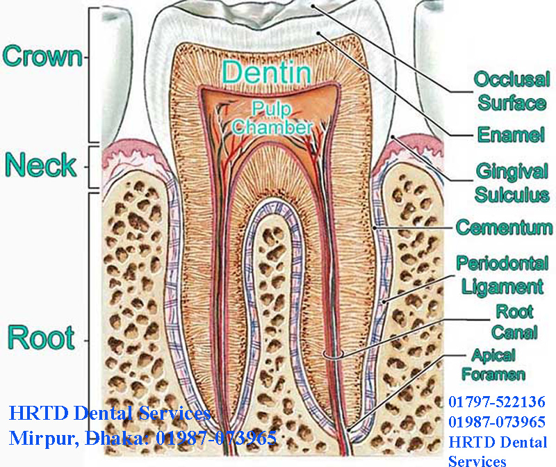 Anatomy of Root Canal