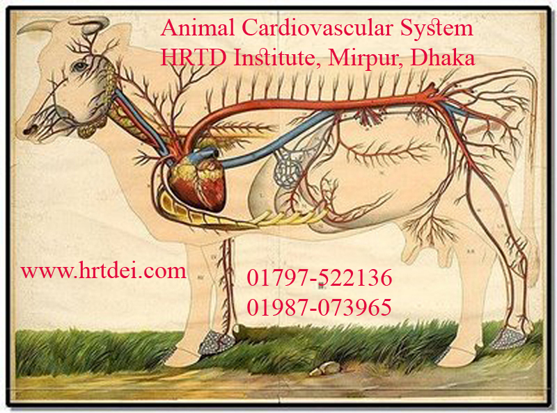 Animal Cardiovascular System HRTD Medical Institute Mirpur Dhaka