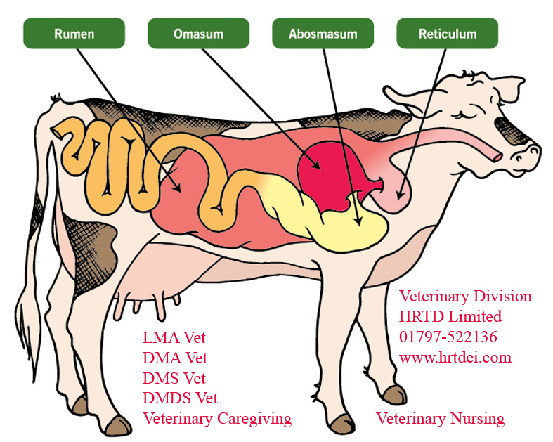 Veterinary Caregiving Course
