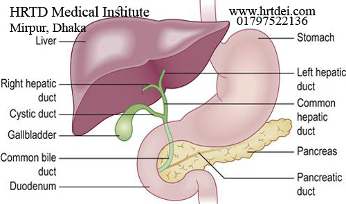 Hepatology Image