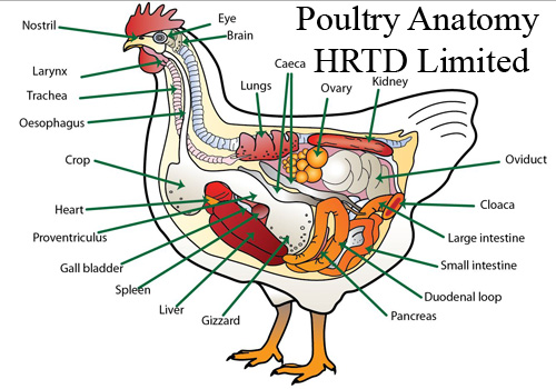 Poultry Training Course