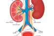 Urology