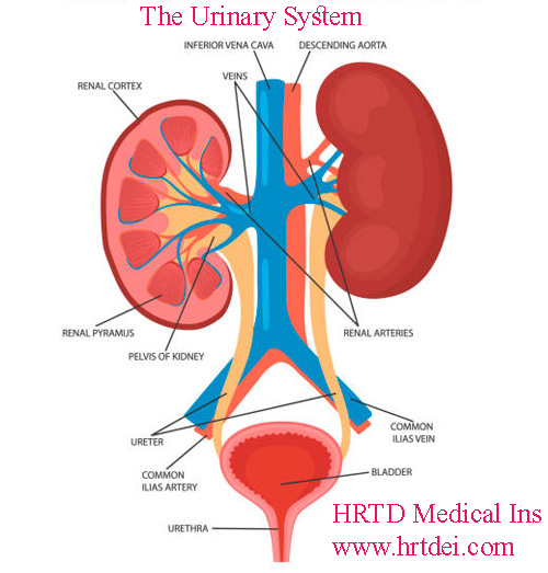 Urology