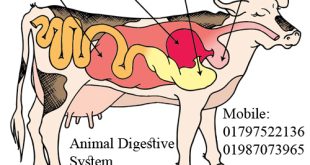 Veterinary Caregiving Courses in Bangladesh