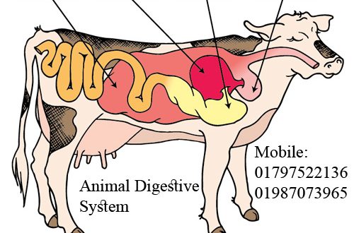 Veterinary Caregiving Courses in Bangladesh
