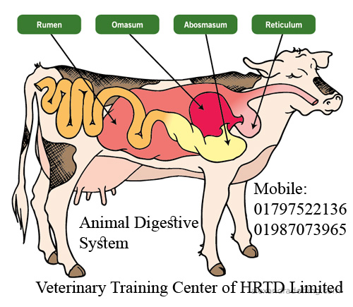 Veterinary Training Course of HRTD Limited