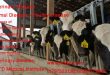 Advanced Veterinary Lab Technician Course