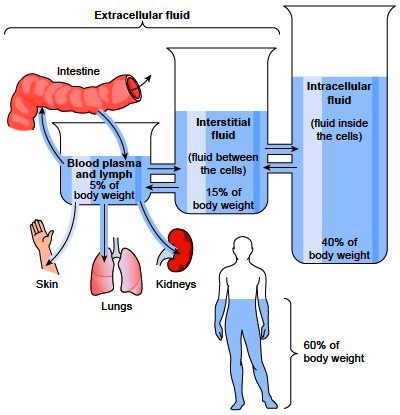 Body Fluids